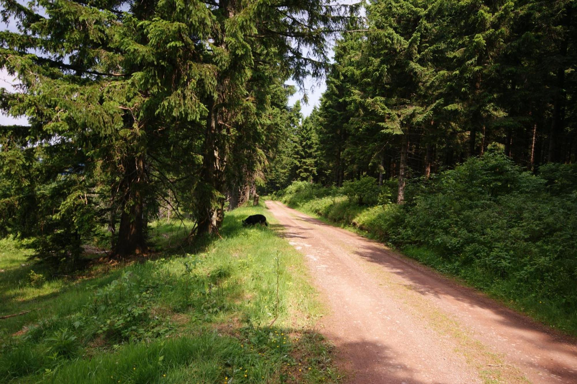 Hoehengasthaus Kolmenhof An Der Donauquelle Furtwangen im Schwarzwald Extérieur photo