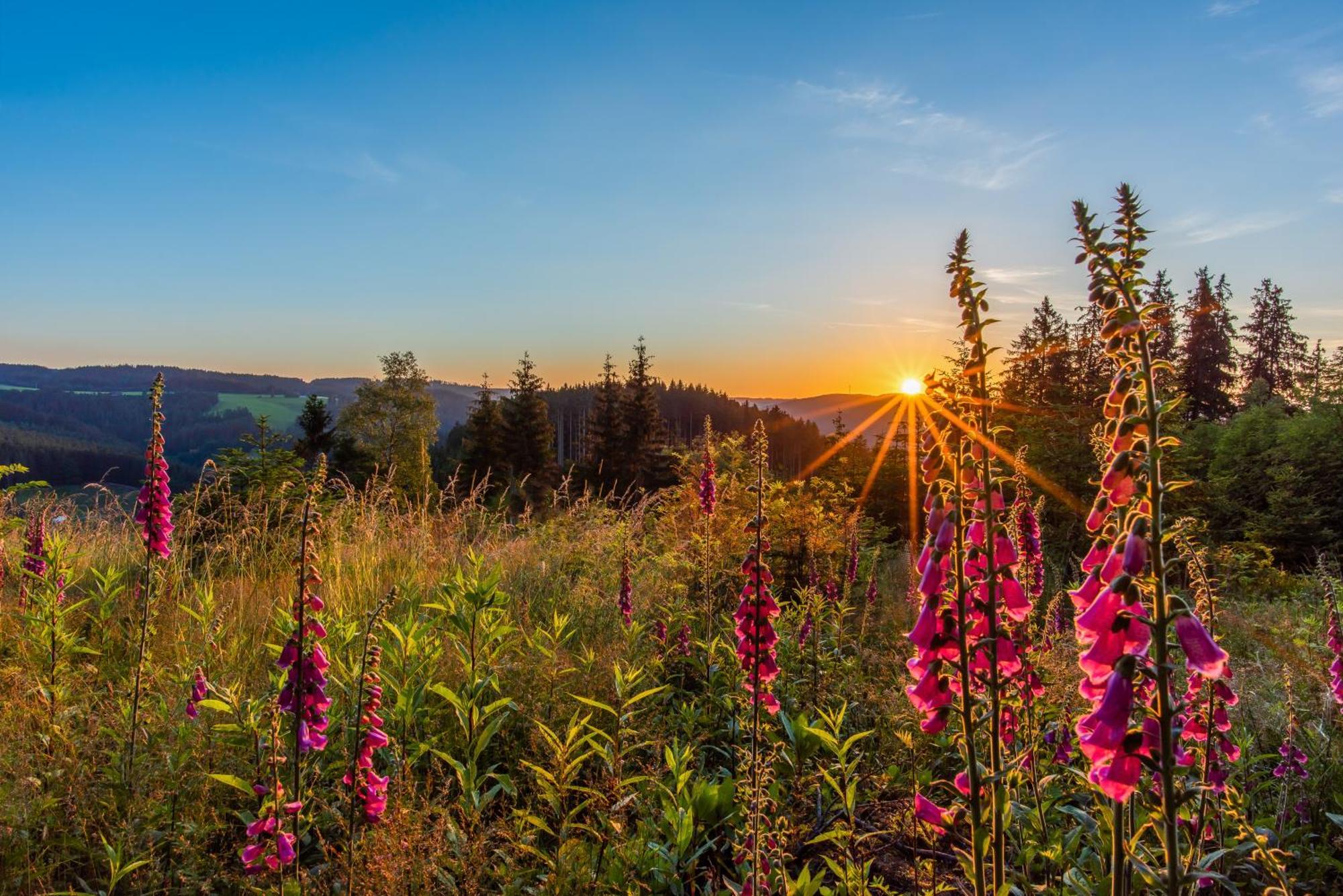 Hoehengasthaus Kolmenhof An Der Donauquelle Furtwangen im Schwarzwald Extérieur photo