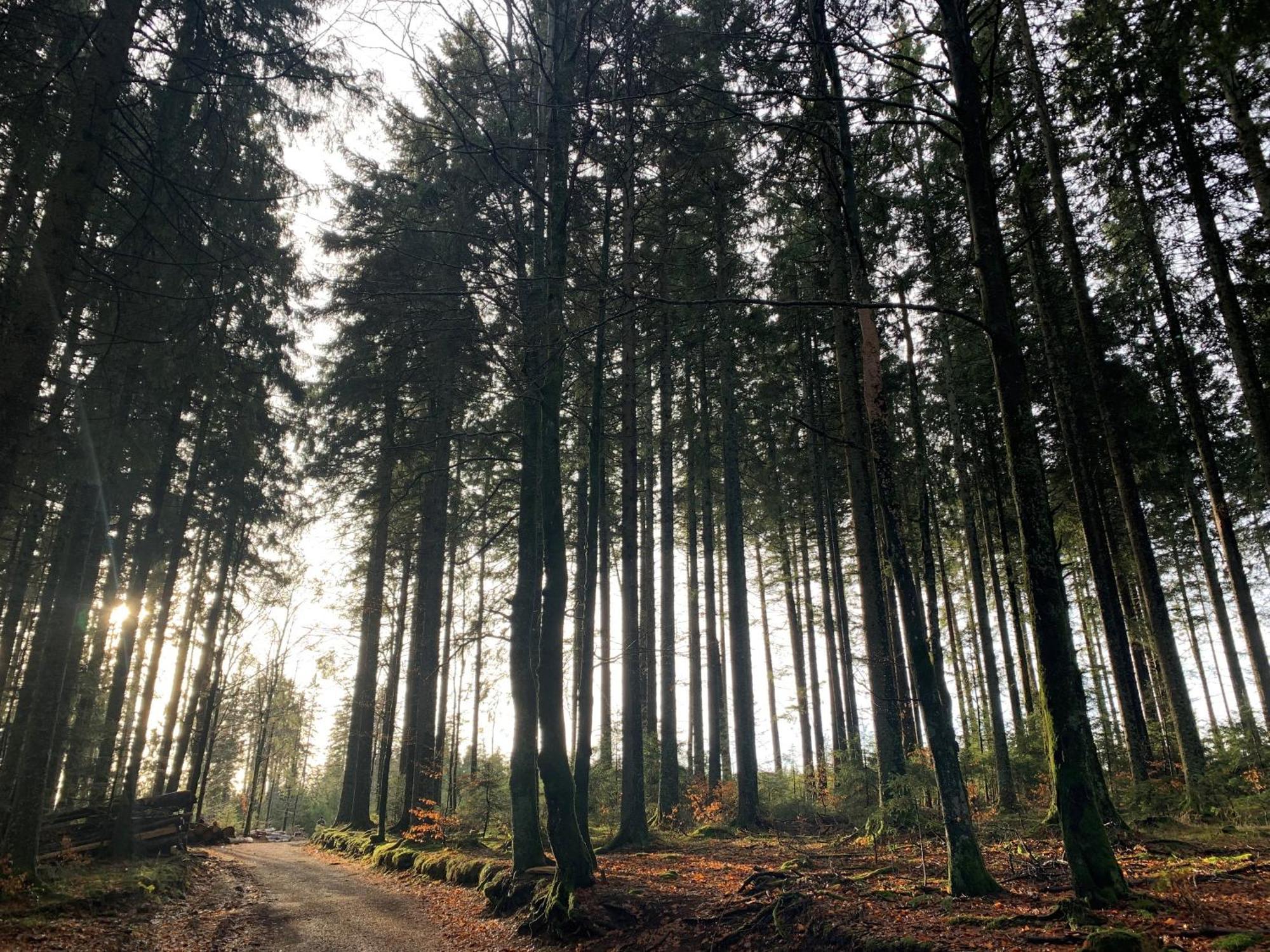 Hoehengasthaus Kolmenhof An Der Donauquelle Furtwangen im Schwarzwald Extérieur photo