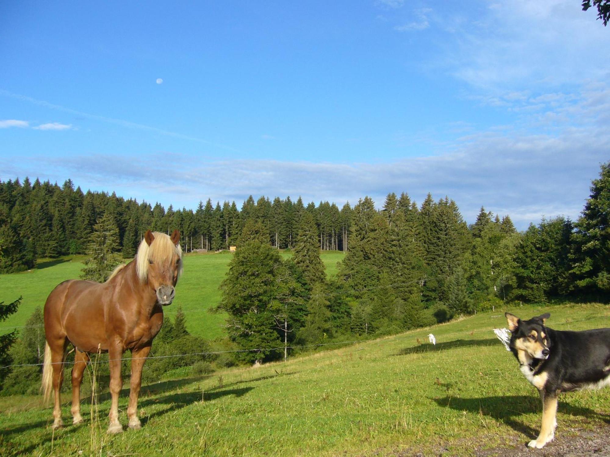 Hoehengasthaus Kolmenhof An Der Donauquelle Furtwangen im Schwarzwald Extérieur photo