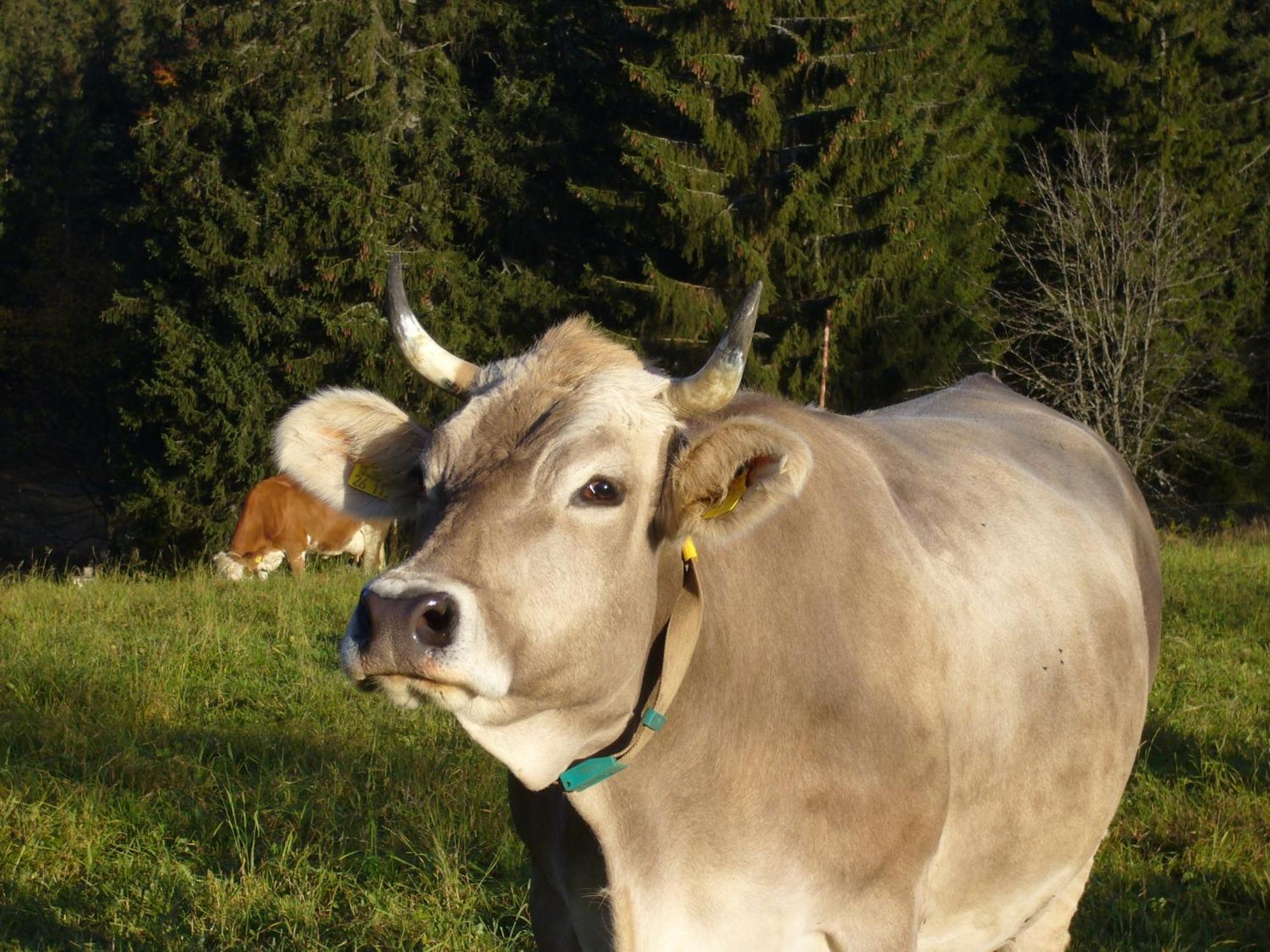 Hoehengasthaus Kolmenhof An Der Donauquelle Furtwangen im Schwarzwald Extérieur photo