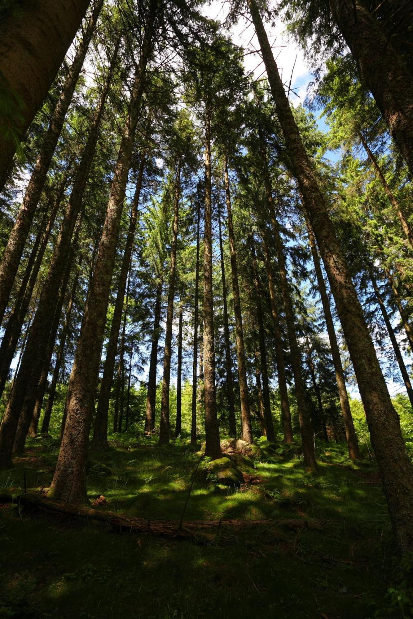 Hoehengasthaus Kolmenhof An Der Donauquelle Furtwangen im Schwarzwald Extérieur photo