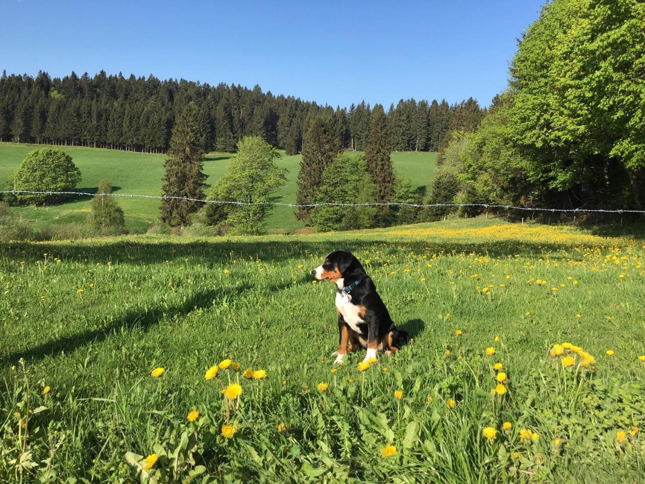 Hoehengasthaus Kolmenhof An Der Donauquelle Furtwangen im Schwarzwald Extérieur photo
